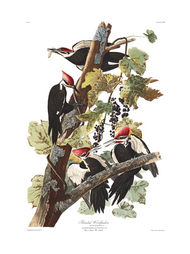 Pileated Woodpecker